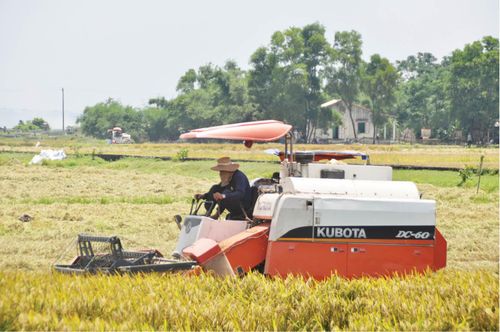 Cơ giới hóa vào đồng ruộng, đảm bảo tiến độ gặt lúa hè thu