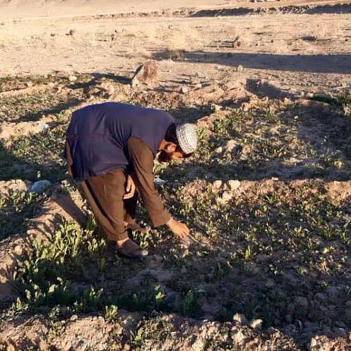 Afghanistan là quốc gia sản xuất thuốc phiện lớn nhất thế giới. Ảnh: EPA
