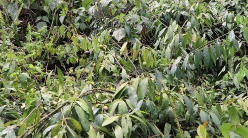 Để chủ động phòng chống ngộ độc quả rừng, Chi cục An toàn vệ sinh thực phẩm tỉnh Hà Giang đã khuyến cáo bà con các dân tộc thiểu số, học sinh tuyệt đối không ăn quả hồng châu và các loài quả dại khác, kể cả chỉ ăn thử một lần, để phòng ngừa ngộ độc dẫn đến tử vong đáng tiếc xảy ra. Ảnh: Hagiangtv.