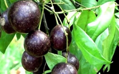 Chi cục Vệ sinh an toàn thực phẩm tỉnh Hà Giang cho biết, cây hồng châu có tên khoa học (Capparis versicolor Griff), họ Màn màn (Capparaceae). Tên gọi theo địa phương khác là cây rom, cây mề gà, cây khua mật, cây móc quạ (Thái Nguyên), chi pản sloa (Cao Bằng)...Ảnh: CAND.