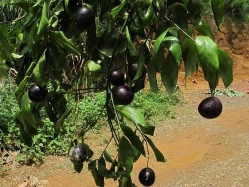 Trước đó, nhiều vụ trẻ ngộ độc do ăn quả hồng châu đã xảy ra. Chi cục An toàn Vệ sinh Thực phẩm tỉnh Hà Giang cho biết, vào ngày 7/8/2021, hai bé 11 tuổi và 9 tuổi ở thôn Lù Cao Ván, xã Sủng Cháng, huyện Yên Minh, tỉnh Hà Giang, đã tử vong sau khi ăn quả hồng châu. Ảnh: Phunuvietnam.