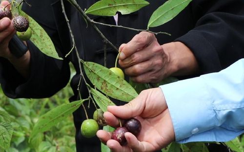 Vào vào tháng 7/2019, vụ ngộ độc ở trẻ em tại thôn Há Súng, xã Tả Lủng, huyện Đồng Văn, khiến 1 cháu tử vong. Cũng tại tỉnh Hà Giang, vào ngày 2/8/2014, 3 người bị ngộ độc, trong đó có 2 người tử vong, do ăn quả hồng châu.
