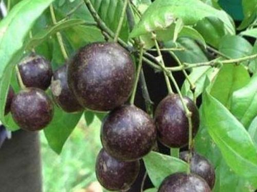 Trong tổng số 17 em đã ăn quả hồng châu, có 1 trẻ Tiểu học tử vong do gia đình đưa tới viện quá muộn. Ảnh: Baodantoc.