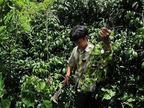 Quả hồng châu tròn to gần bằng quả trứng gà, vỏ nhẵn mượt không có lông, quả non vỏ màu xanh nhạt, khi quả chín vỏ có màu tím và hơi mềm, bên trong có lớp vỏ màu hồng, mỗi quả có từ 4-6 hạt. Ảnh: Healthplus.