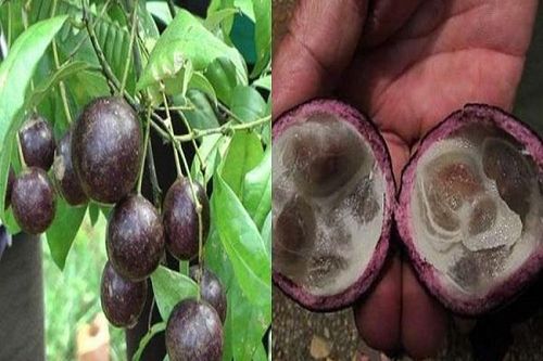 Trao đổi với VietNamNet chiều ngày 4/10, bà Nguyễn Thị Thu, Chủ tịch UBND xã Chiềng Ken, cho biết nhóm học sinh này cùng trú tại thôn Hát Tinh, gồm 7 em ở cấp THCS, 8 em cấp Tiểu học và 2 em ở lứa tuổi Mầm non. Ảnh: Baodantoc.