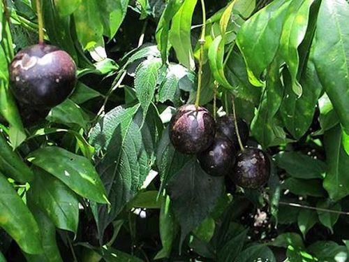Cụ thể, ngày 7/8, hai bé Hầu Mí Sình, 11 tuổi và Hầu Mí Đình, 9 tuổi, khi đi lấy củi đã tự hái quả hồng châu trong rừng ăn. Sau đó, hai bé có biểu hiện đau đầu, hoa mắt,...Gia đình đã đưa vào Bệnh viện đa khoa khu vực Yên Minh cấp cứu. Tuy nhiên, cháu Hầu Mí Đình do bệnh quá nặng đã tử vong tại bệnh viện. Cháu Hầu Mí Sình được chuyển lên Bệnh viện đa khoa Hà Giang cũng không qua khỏi. Ảnh: Sở Y tế Hà Giang.