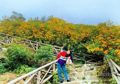 Dã quỳ ấm áp như thắp sáng cả ngày đông lạnh giá