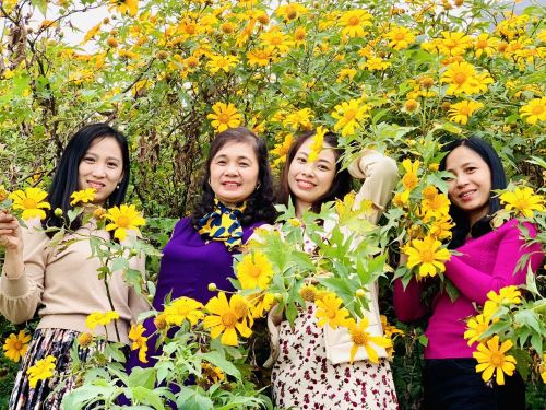 Du khách đến Tam Đảo để thưởng ngoạn hoa dã quỳ
