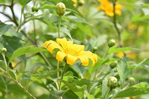 Dã quỳ mang vẻ đẹp của hướng dương và hoa cúc