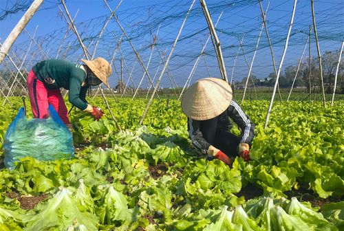 Đối với nông dân (nhất là người dân tộc thiểu số), việc học ngoại ngữ và xây dựng kế hoạch học tập là những chỉ tiêu khá khó đạt. Ảnh: Mộc Trà