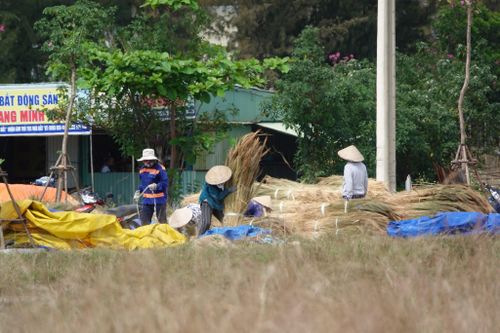 Tranh thủ thời tiết thuận lợi trong những ngày đầu xuân Nhâm Dần 2022, nông dân trên địa bàn TP Đà Nẵng hối hả phơi lúa, chăm sóc các loại cây trồng với mong muốn năm mới bội thu