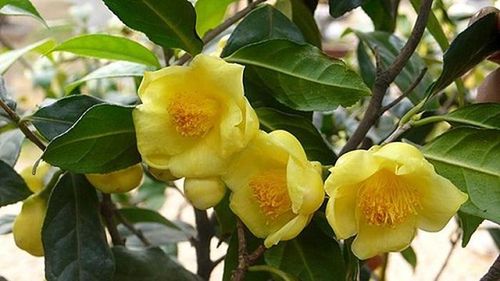 Cây trà hoa vàng được ví như "vàng xanh" của vùng đất Tam Đảo
