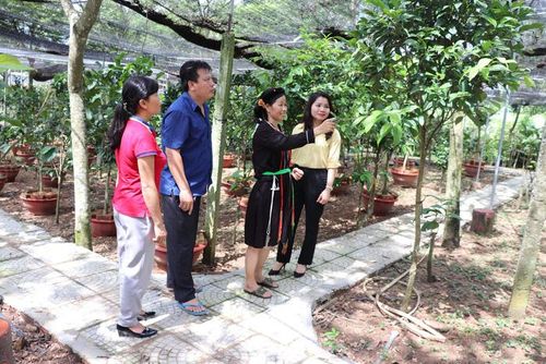 Mô hình trồng cây Trà hoa vàng của gia đình chị Lưu Thị Tám ở huyện Tam Đảo