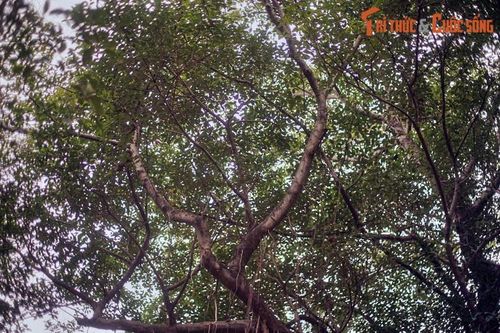 Tán cây xòe rộng và xanh tốt, che mát một góc sân đình, thu hút nhiều chim chóc đến kiếm ăn, trú ngụ.