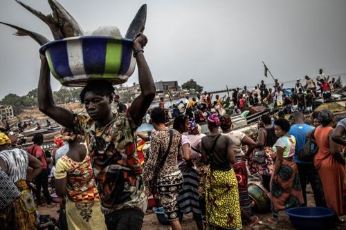  Một buổi sáng nhộn nhịp tại chợ cá ở Vịnh Man of War, Freetown, thủ đô Sierra Leone. Ảnh: Finbarr O'Reilly/The New York Times. 