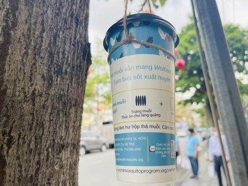 Sau 2 tuần, các cán bộ WMP sẽ quay lại điểm thả muỗi để thu thập những lăng quăng/ấu trùng giai đoạn cuối và sau đó áp dụng PCR đối với các mẫu thu được để xác định xem chúng có mang Wolbachia không. Ảnh: K.V