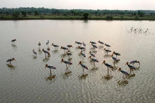 Một đàn chim giang sen (Mycteria leucocephala) kiếm ăn trên mặt hồ Doddaballapur ở ngoại ô Bengaluru, Ấn Độ. (Ảnh: Manjunath Kiran/AFP/Getty Images)