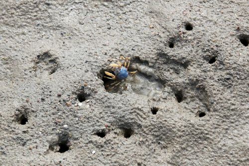 Một con cua chiến binh (tên khoa học là Mictyris longicarpus) được nhìn thấy trên bãi biển Brisbane ở Australia khi các tình nguyện viên đang dọn rác thải nhựa và mảnh vụn sau trận lũ ở địa phương. (Ảnh: Jono Searle/AAP)