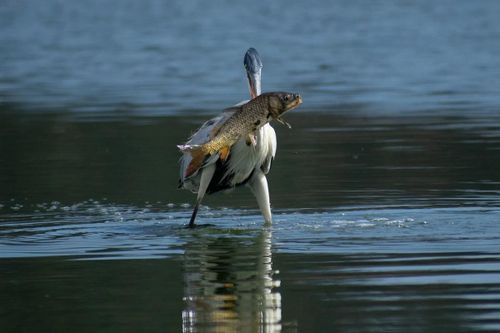Một con diệc bắt được một con cá chép ở hồ Penũelas, Chile. (Ảnh: Matias Basualdo/Zuma Press Wire/Rex/Shutterstock)