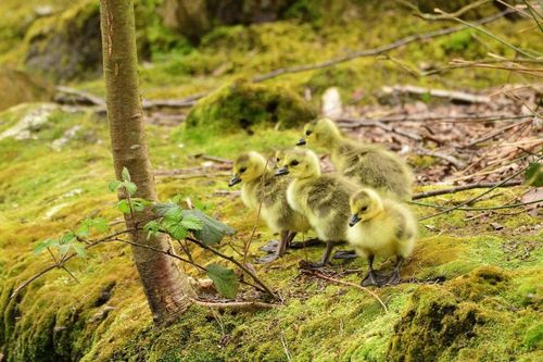 Những chú ngỗng Canada mới nở tìm đường xuống vùng nước gần Holmfirth, Vương quốc Anh. (Ảnh: RASQ Photography/Alamy Live News)