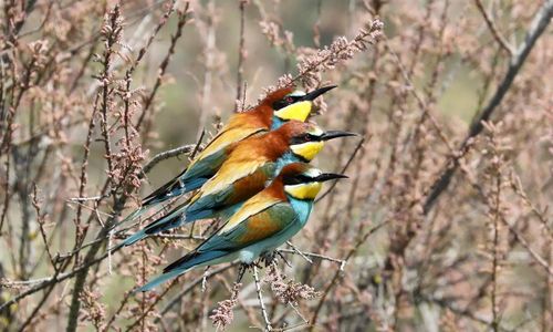 Ba chú trảu châu Âu (Merops apiaster) đậu trong bụi cây ở Edirne, Thổ Nhĩ Kỳ. (Ảnh: Anadolu Agency/Getty Images)
