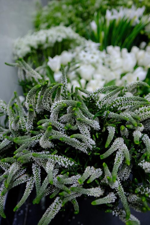 Hoa cưới được Ngô Thanh Vân tự lựa chọn. Ảnh: NVCC.