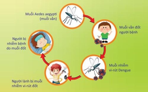 Minh họa về con đường nhiễm bệnh sốt xuất huyết.
