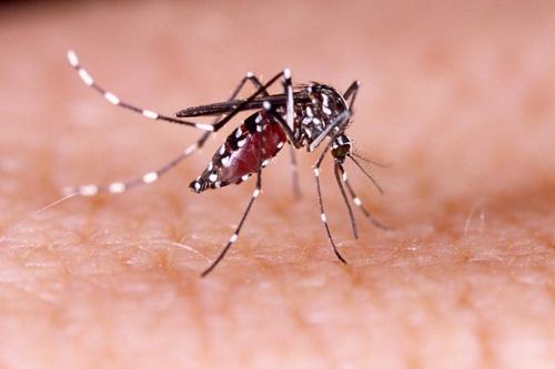 Muỗi Aedes aegypti là trung gian truyền bệnh sốt xuất huyết. Ảnh: Shutterstock.