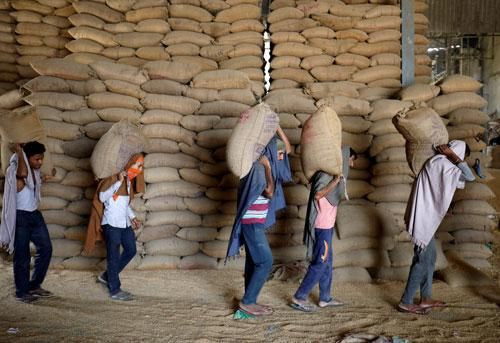Công nhân vác bao lúa mì tại một nhà máy ngũ cốc ở ngoại ô TP Ahmedabad - Ấn Độ hồi tháng 5 Ảnh: REUTERS