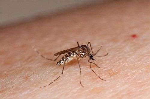Dịch sốt xuất huyết diễn biến phức tạp trong mùa mưa