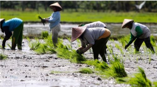 Người nông dân cấy lúa tại Bogor, Indonesia. Ảnh: EPA-EFE