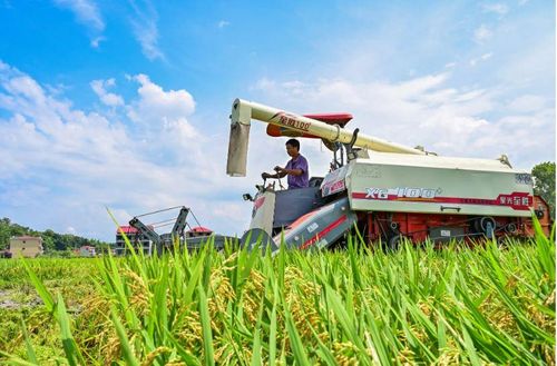 Nông dân điều khiển máy gặt lúa ở Hồ Nam, Trung Quốc. Ảnh: Xinhua