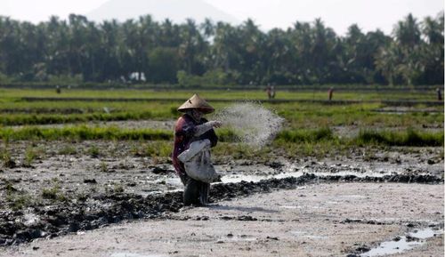 Nông dân bón phân cho ruộng lúa tại Aceh, Indonesia. Ảnh: EPA-EFE