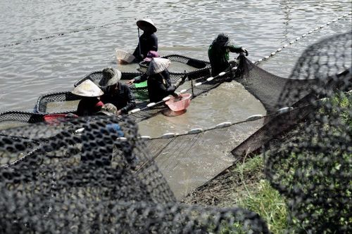 Các nhân viên của ông Chen thu hoạch cá mú. Ảnh: AFP.