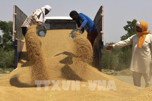 Ai Cập bỏ lệnh cấm xuất khẩu lúa mì. Ảnh minh họa: AFP/TTXVN