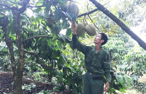 Vườn sầu riêng của ông Hà Đăng Thuận cho thu nhập tiền tỷ mỗi năm. Ảnh: Phạm Ngọc
