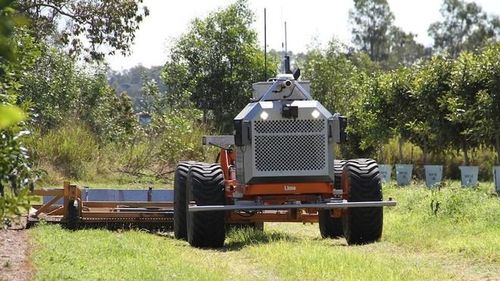 Máy cắt không người lái hoạt động tại một trang trại trồng mắc ca ở Bundaberg