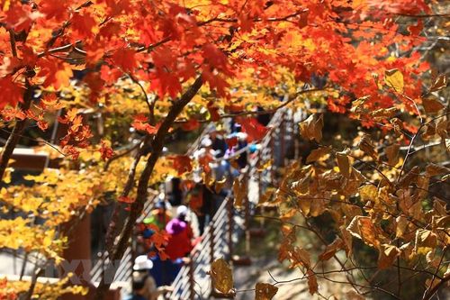 Những tán lá chuyển màu vàng và đỏ khi Thu sang, tại Seoul, Hàn Quốc, ngày 22/10/2022. (Ảnh: Yonhap/TTXVN)
