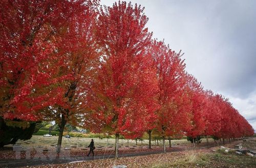 Lá Thu đỏ rực tại Vancouver, Canada, ngày 26/10/2022. (Ảnh: THX/TTXVN)