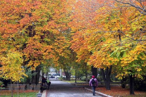 Lá thu nhuộm vàng công viên tại Bishkek, Kyrgyzstan, ngày 24/10/2022. (Ảnh: THX/TTXVN)