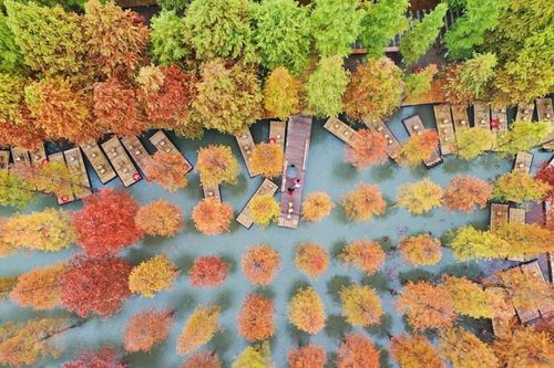 Những tán lá chuyển màu vàng và đỏ khi Thu sang, tại tỉnh Giang Tô, Trung Quốc, ngày 26/10/2022. (Ảnh: THX/TTXVN)