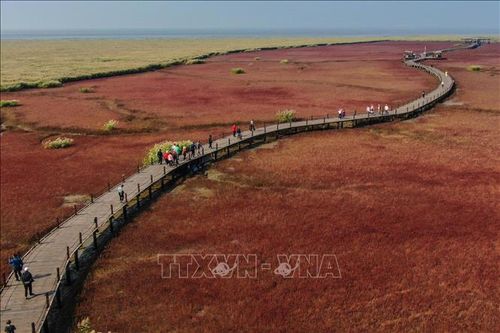 Cảnh thu tại tỉnh Liêu Ninh, Trung Quốc, ngày 28/9/2022. Ảnh: THX/TTXVN