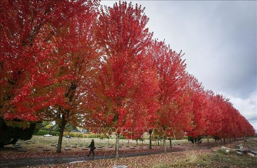 Lá thu đỏ rực tại Vancouver, Canada, ngày 26/10/2022. Ảnh: THX/TTXVN