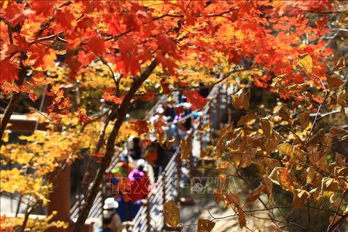 Những tán lá chuyển màu vàng và đỏ khi thu sang, tại Seoul, Hàn Quốc, ngày 22/10/2022. Ảnh: Yonhap/TTXVN