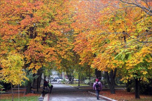 Lá thu nhuộm vàng công viên tại Bishkek, Kyrgyzstan, ngày 24/10/2022. Ảnh: THX/TTXVN