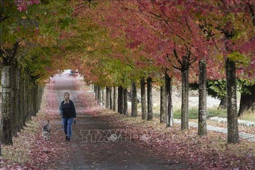 Người dân đi dạo dưới tán lá thu ở Vancouver, Canada, ngày 26/10/2022. Ảnh: THX/TTXVN