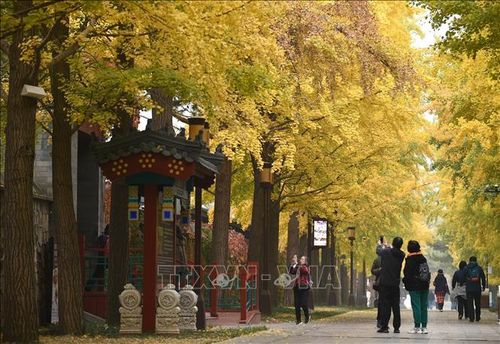 Người dân ngắm cảnh đẹp mùa thu tại công viên ở Bắc Kinh, Trung Quốc, ngày 26/10/2022. Ảnh: THX/TTXVN