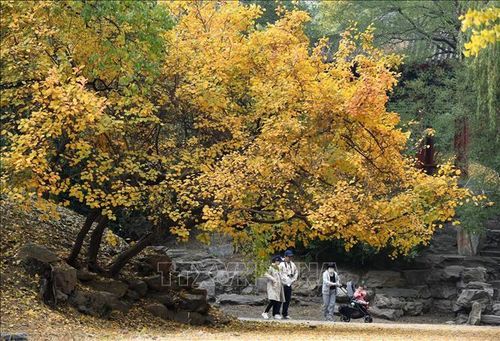 Sắc thu vàng trong công viên tại Bắc Kinh, Trung Quốc, ngày 26/10/2022. Ảnh: THX/TTXVN