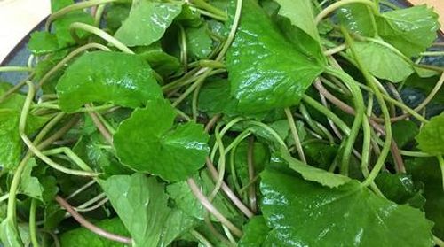 Rau má trong bài thuốc trị sốt xuất huyết độ I và II.