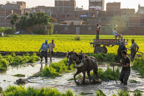 Phụ nữ Sudan đội củi đi dọc bờ sông Nile gần Sixth Cataract, cách thủ đô khoảng 100 km về phía bắc, ngày 22/10. Ảnh: AFP.